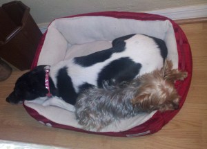 Gracie & Sophie share a bed 1.31.14