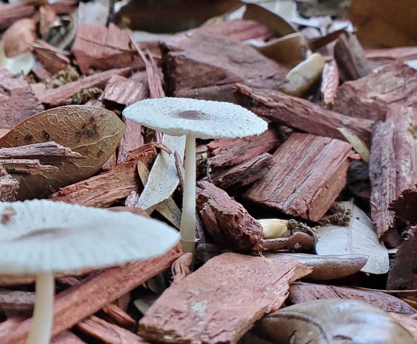 Tiny Toadstool 2020-03-28 10.49.19